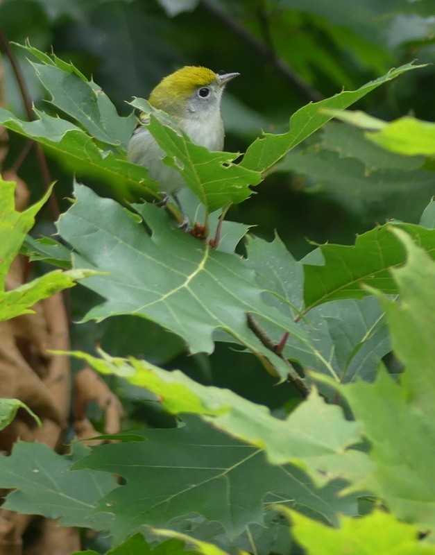 Chestnut-sided Warbler - ML640968021