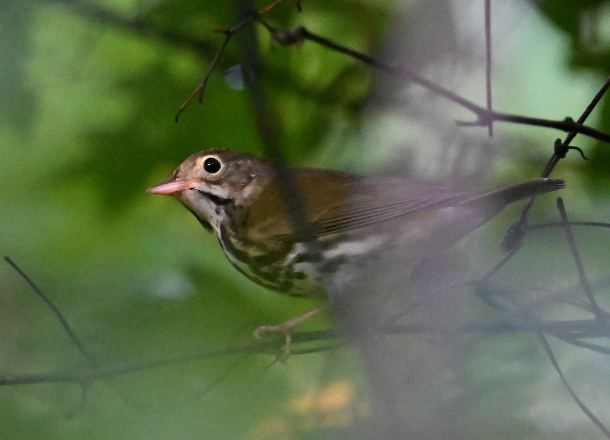 Ovenbird - ML640968054