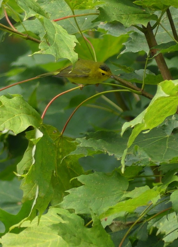 Wilson's Warbler - ML640968066