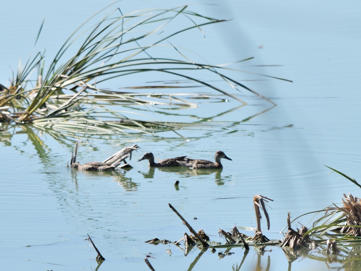 Blue-winged Teal - ML640968128