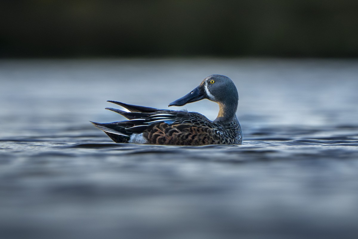 Australasian Shoveler - ML640968180