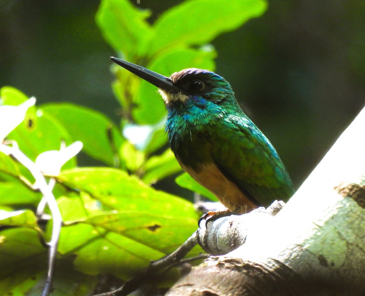 White-chinned Jacamar - ML640968333