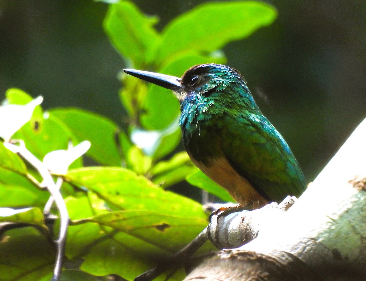 White-chinned Jacamar - ML640968335