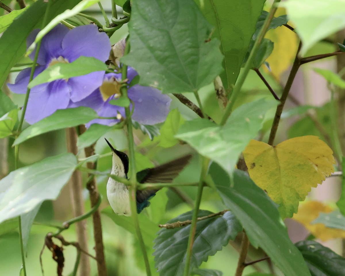 Purple-crowned Fairy - ML640968355