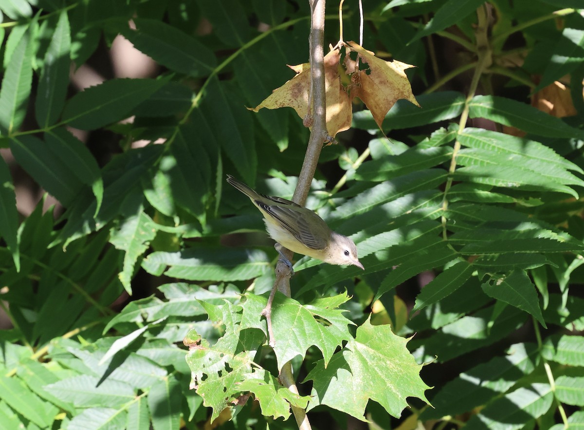 Warbling Vireo - ML640968357