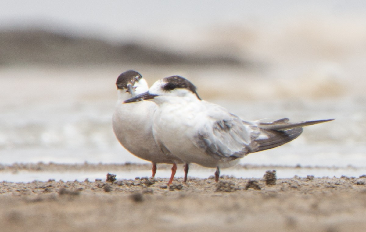 Common Tern - ML640968369