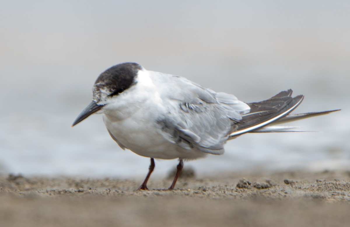 Common Tern - ML640968371