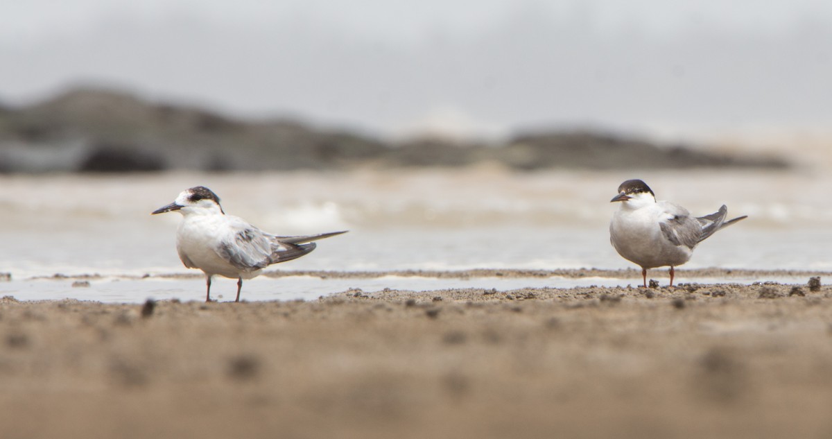 Common Tern - ML640968372
