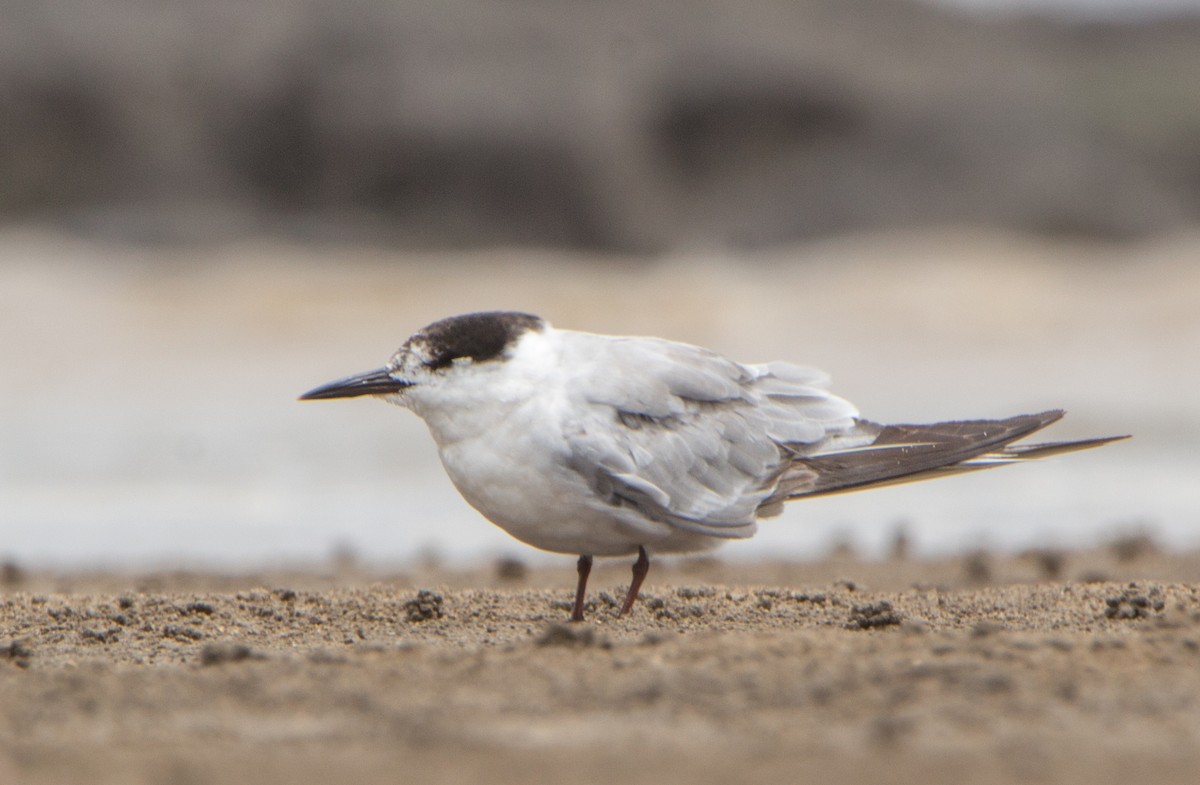 Common Tern - ML640968374