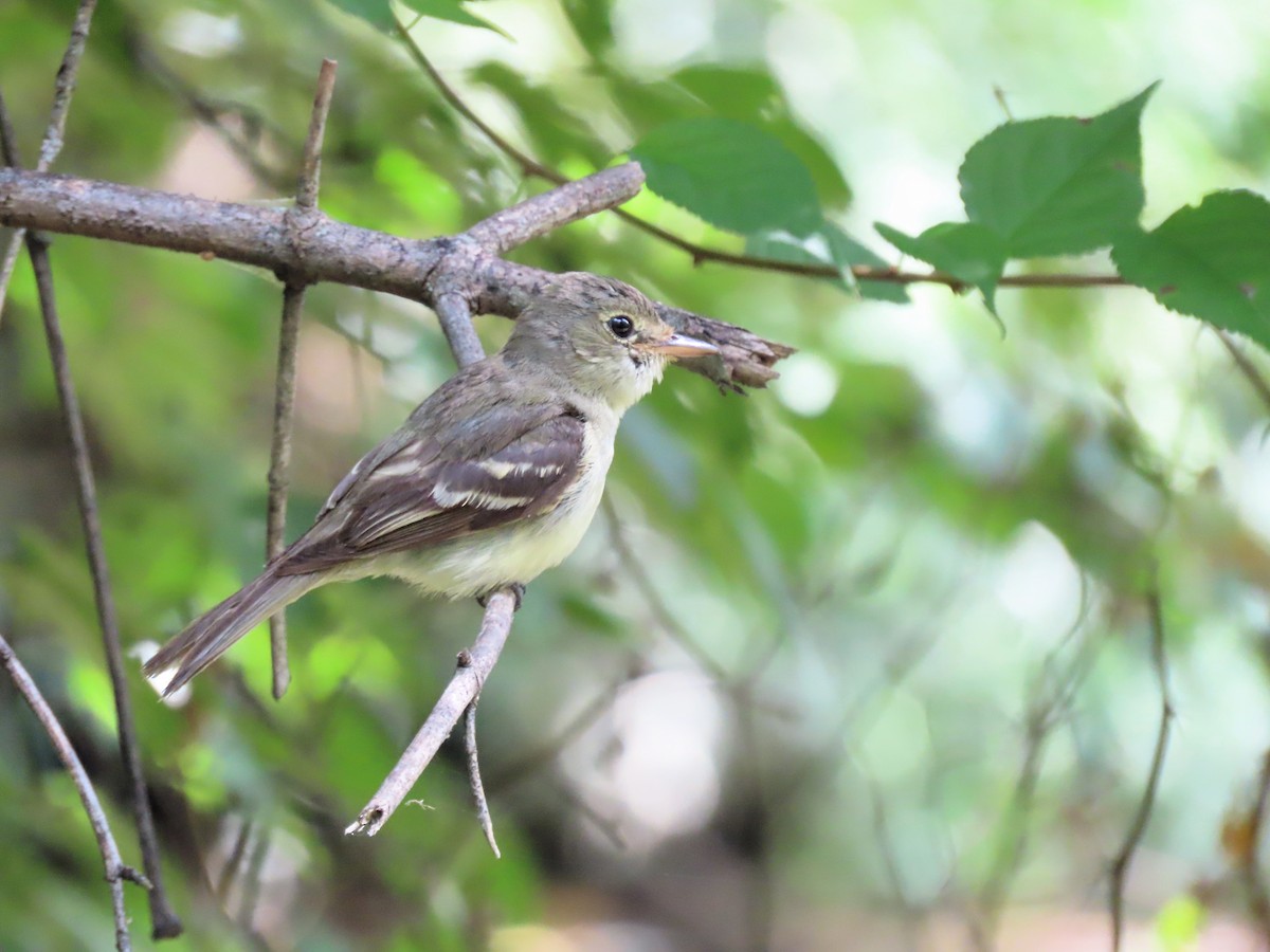 Acadian Flycatcher - ML640968375