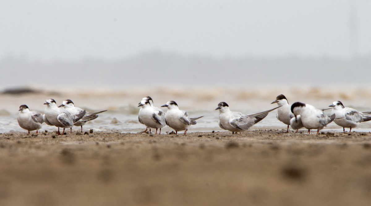 Common Tern - ML640968376