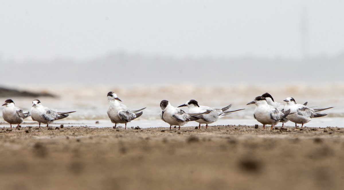Common Tern - ML640968377