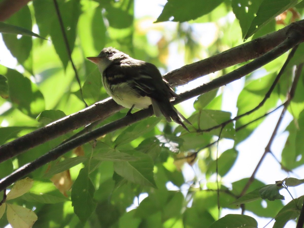 Acadian Flycatcher - ML640968378