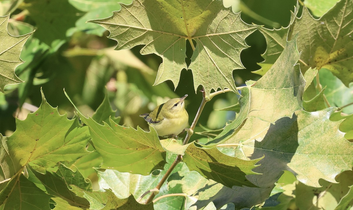 Tennessee Warbler - ML640968388