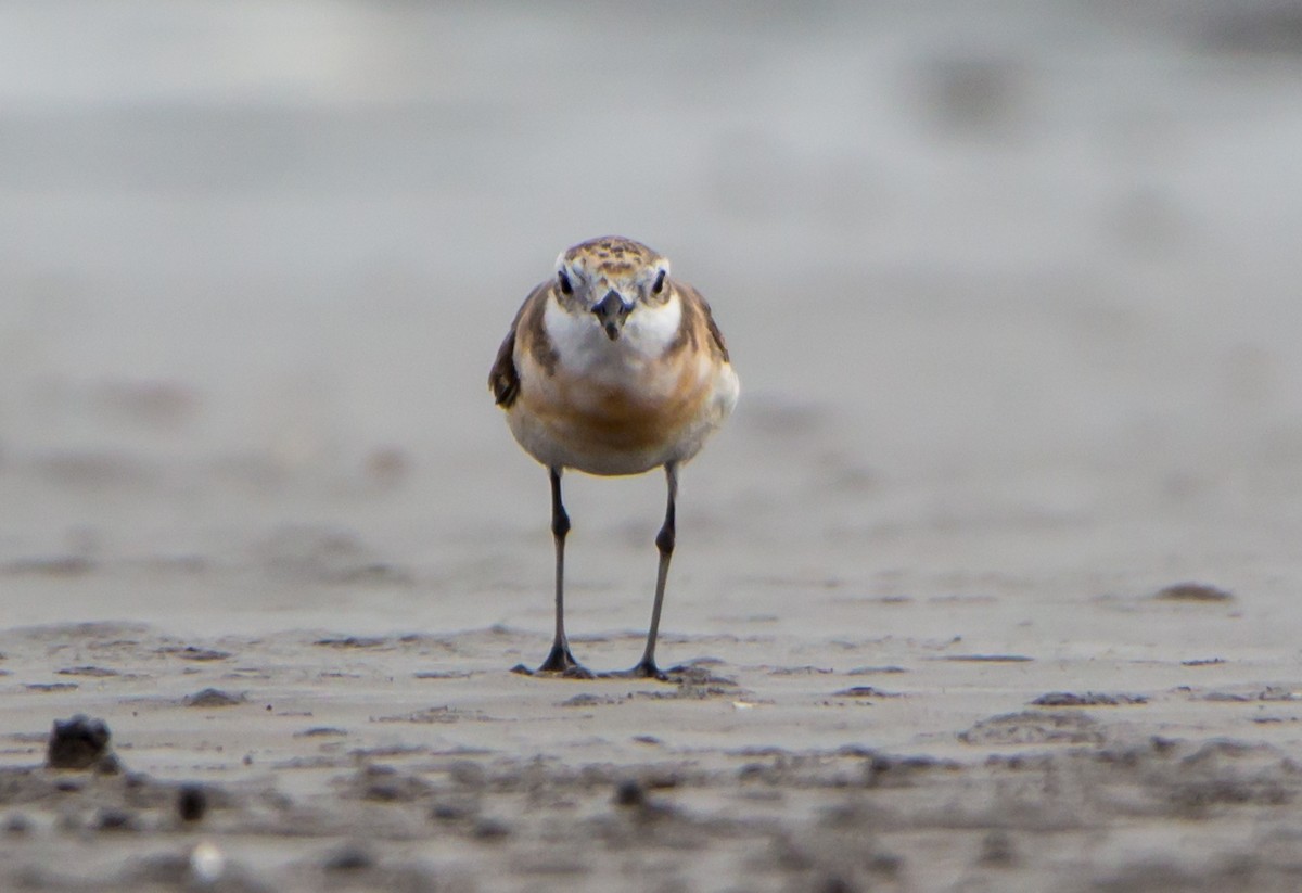 Siberian/Tibetan Sand-Plover - ML640968412