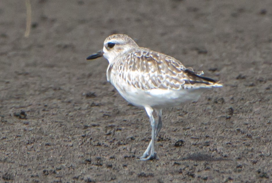 Siberian/Tibetan Sand-Plover - ML640968413