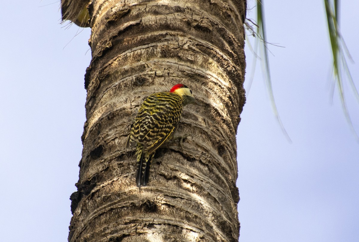 datel mravenčí (ssp. melanochloros/nattereri) - ML640968469