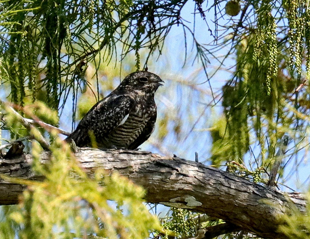 Common Nighthawk - ML640968626