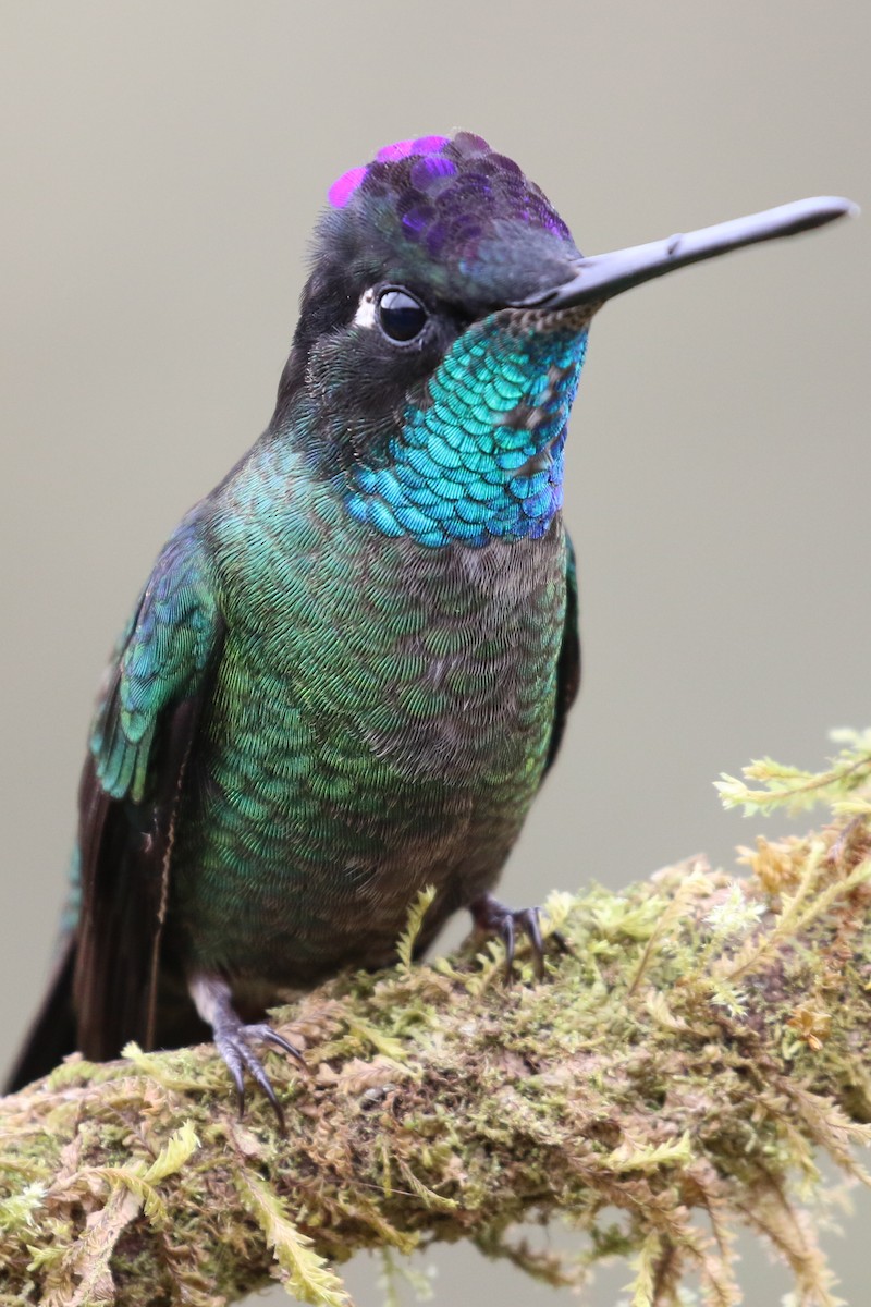 Talamanca Hummingbird - ML640968705