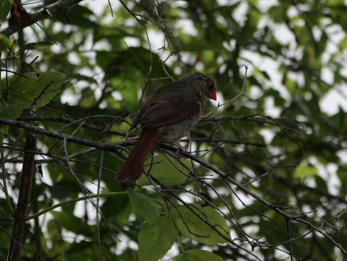 Northern Cardinal (Common) - ML640968720
