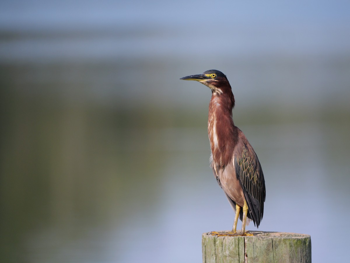 Green Heron - ML640968732