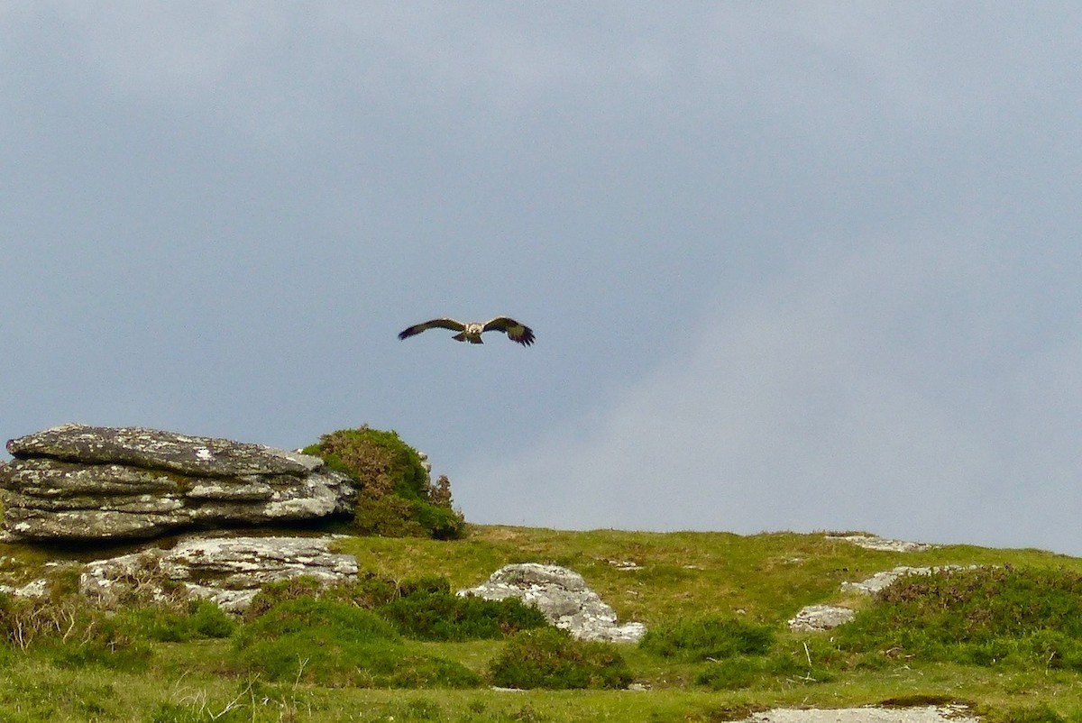 diurnal raptor sp. - ML640968751