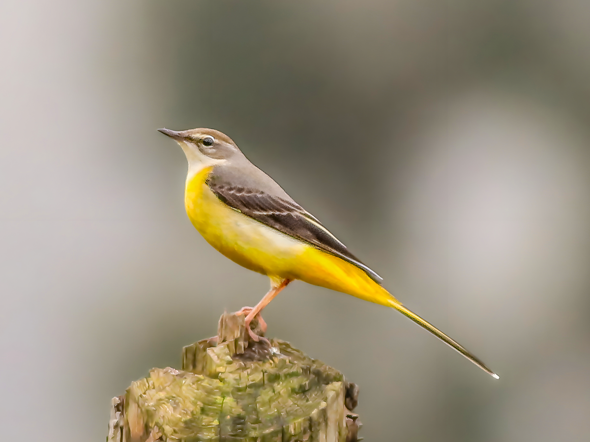 Gray Wagtail - ML640968863