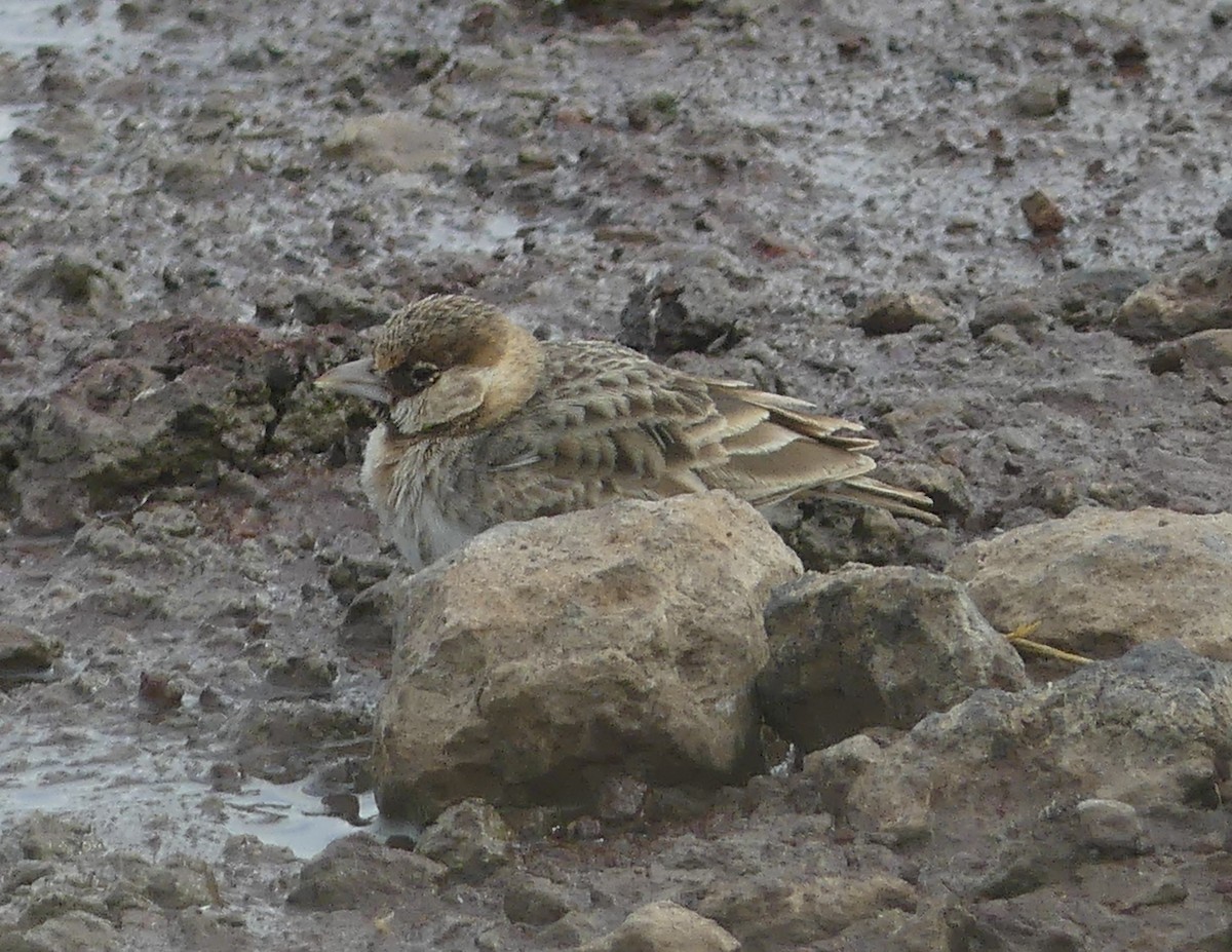 Fischer's Sparrow-Lark - ML640968866