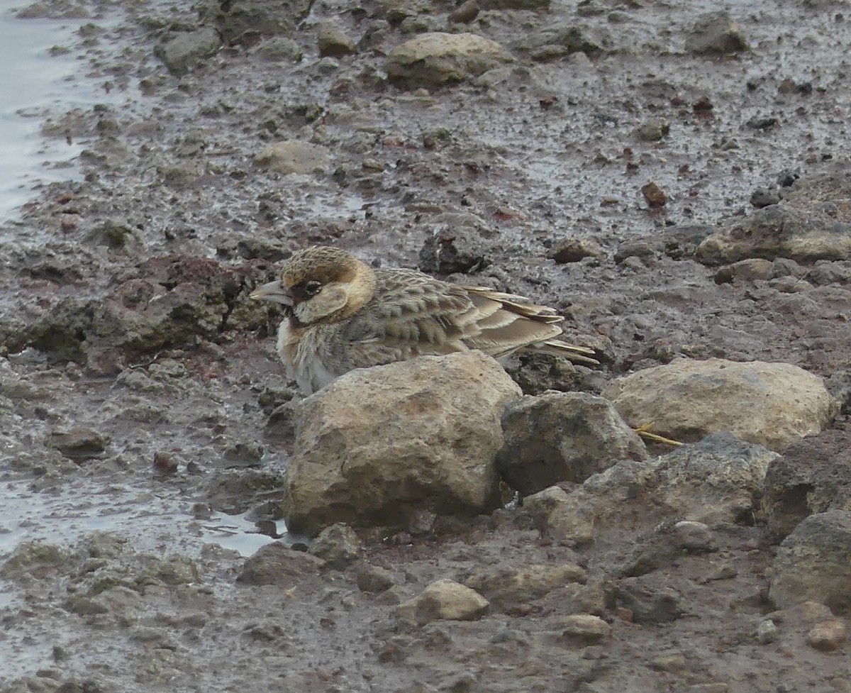 Fischer's Sparrow-Lark - ML640968867