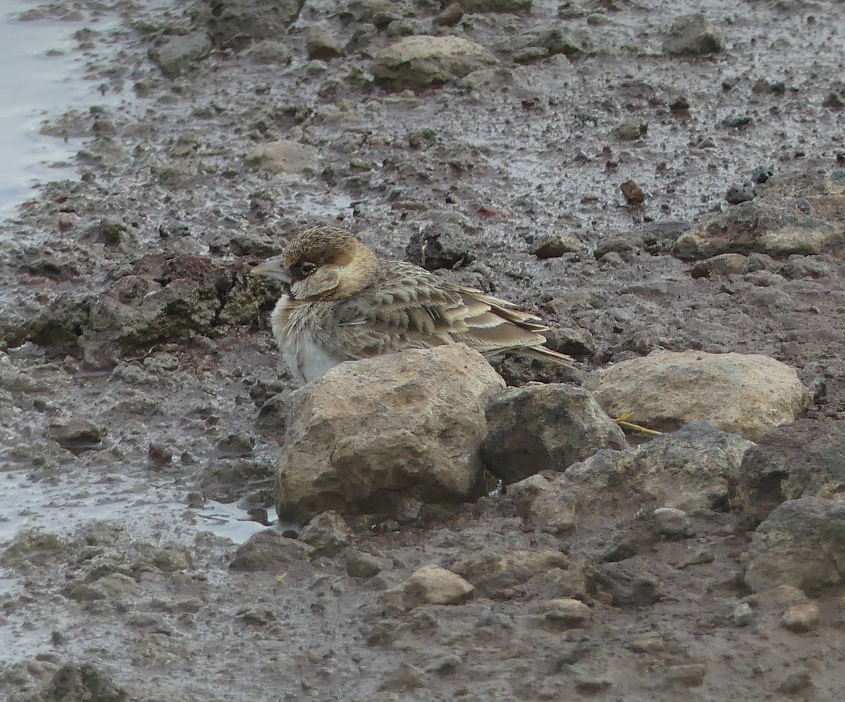 Fischer's Sparrow-Lark - ML640968868