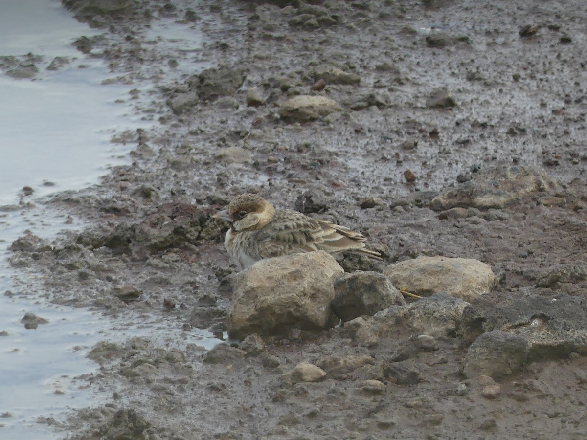 Fischer's Sparrow-Lark - ML640968869
