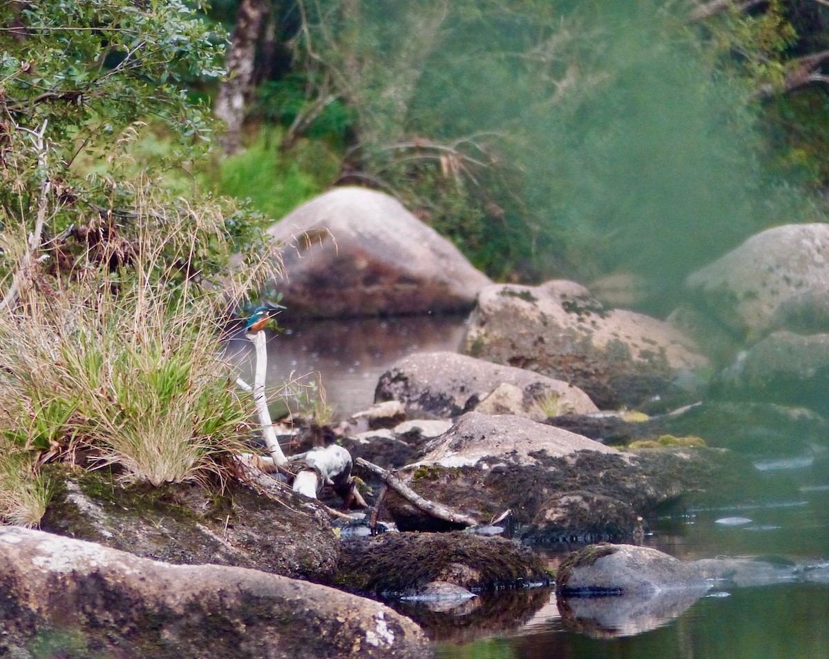 Common Kingfisher - ML640968894