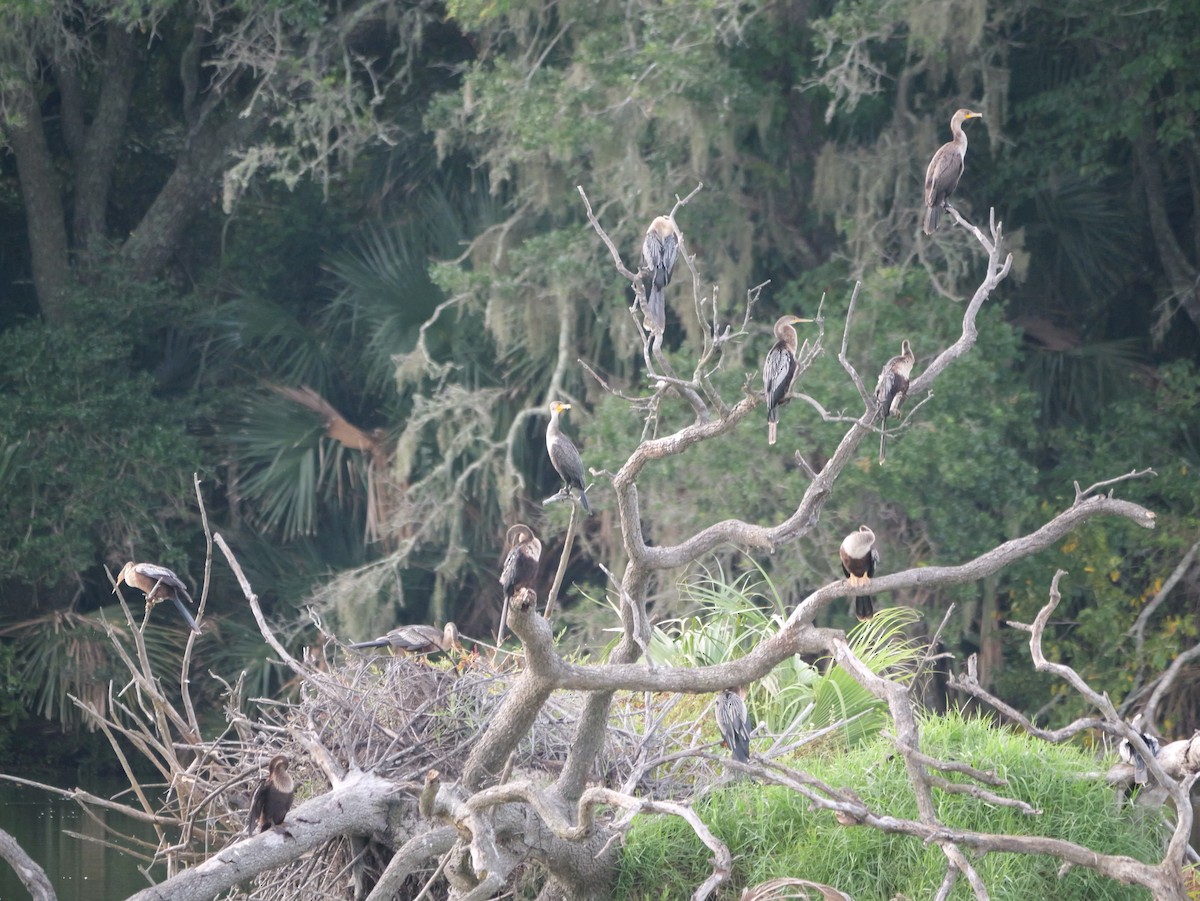 Anhinga - ML640968916