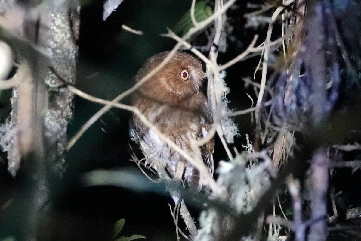 Santa Marta Screech-Owl - ML640968948