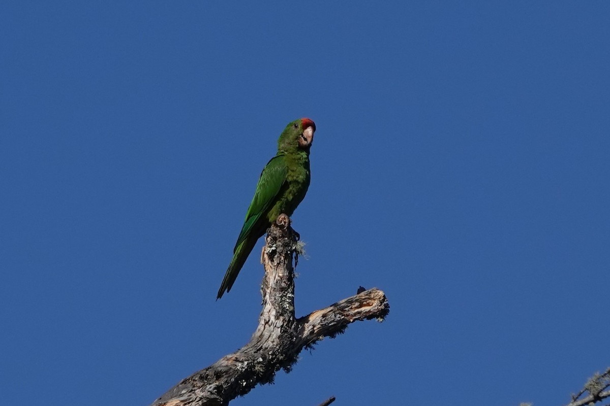 Scarlet-fronted Parakeet - ML640968972