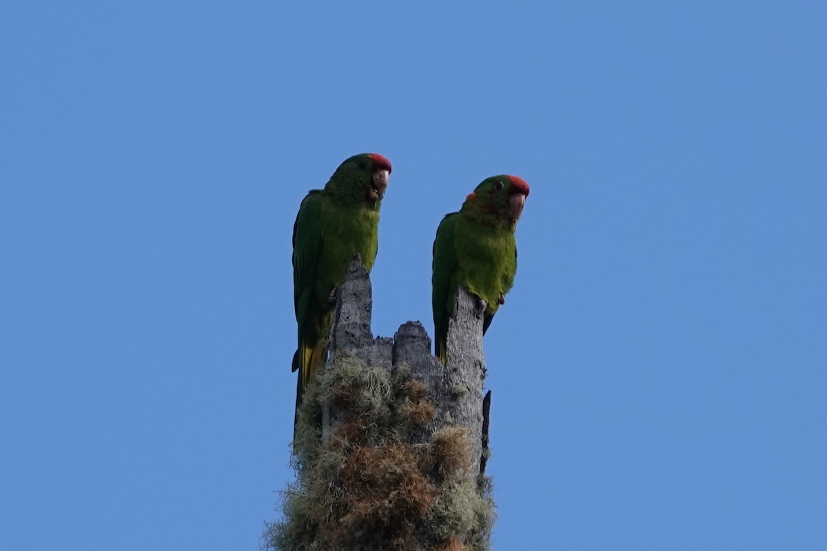 Scarlet-fronted Parakeet - ML640968973