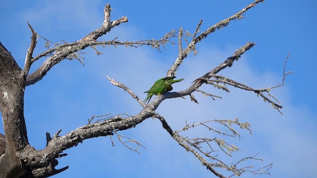 Scarlet-fronted Parakeet - ML640968983
