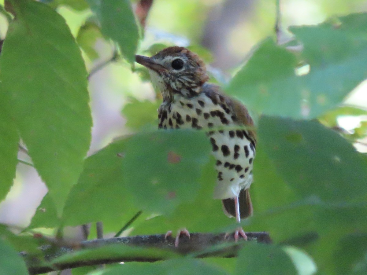 Wood Thrush - ML640969055