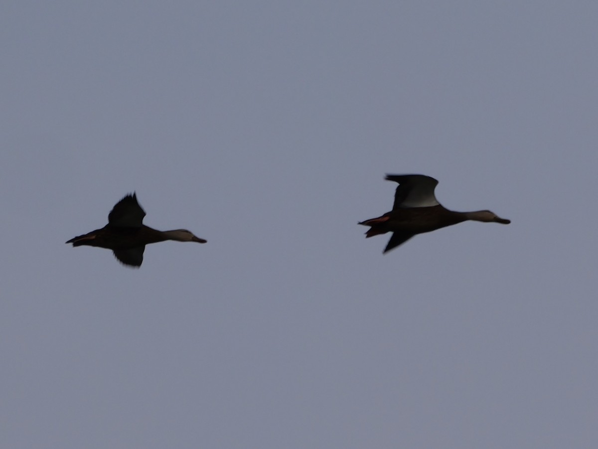 Mallard x Mottled Duck (hybrid) - ML640969060