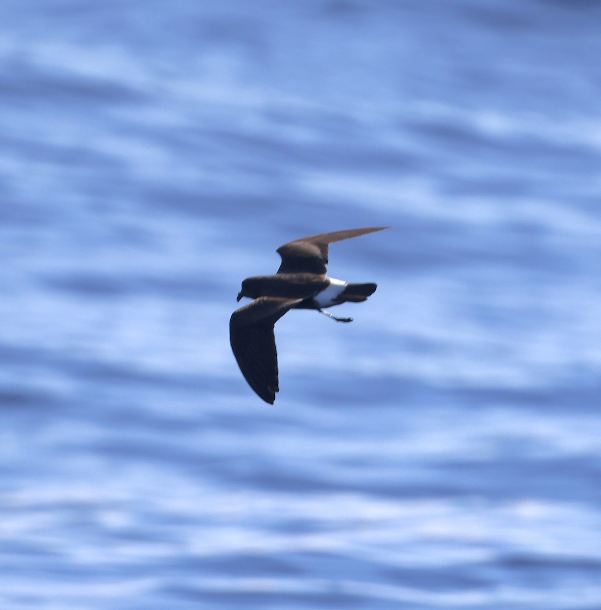Band-rumped Storm-Petrel - ML640969186