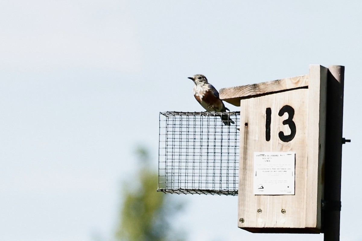 Eastern Bluebird - ML640969228