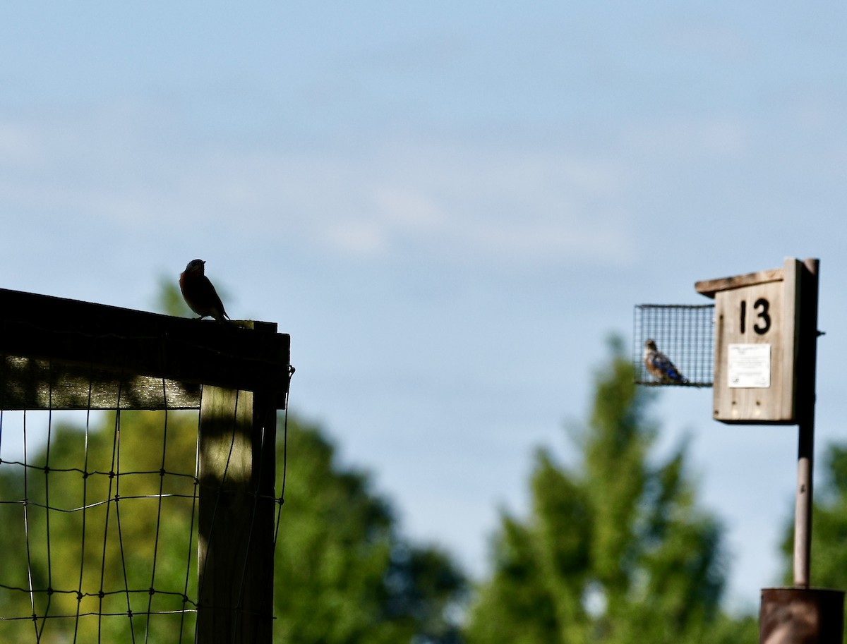 Eastern Bluebird - ML640969229