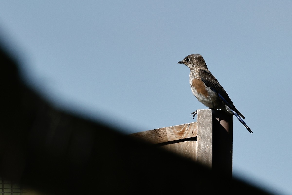 Eastern Bluebird - ML640969232