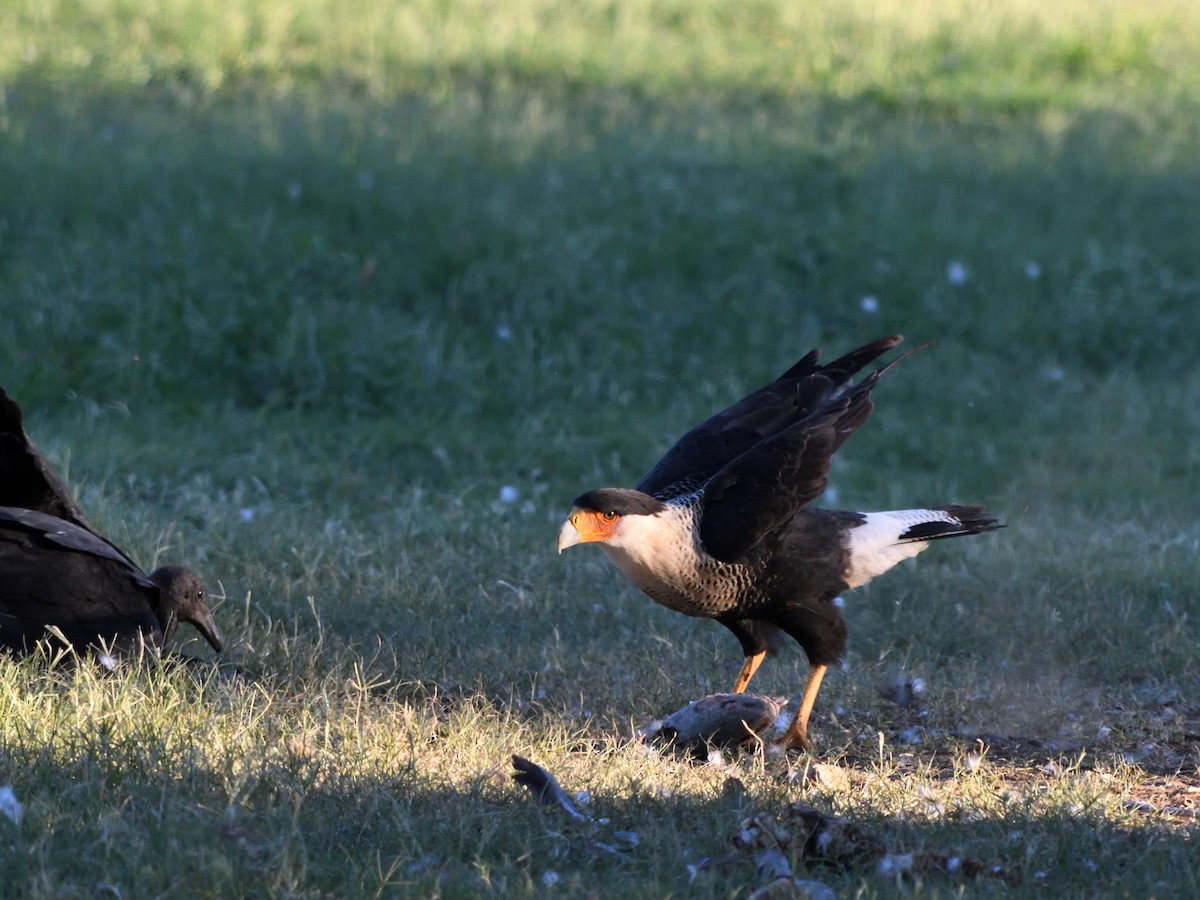 Crested Caracara - ML640969237