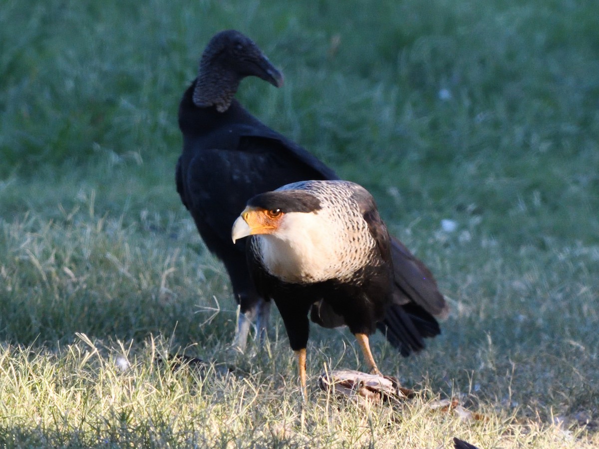 Crested Caracara - ML640969238