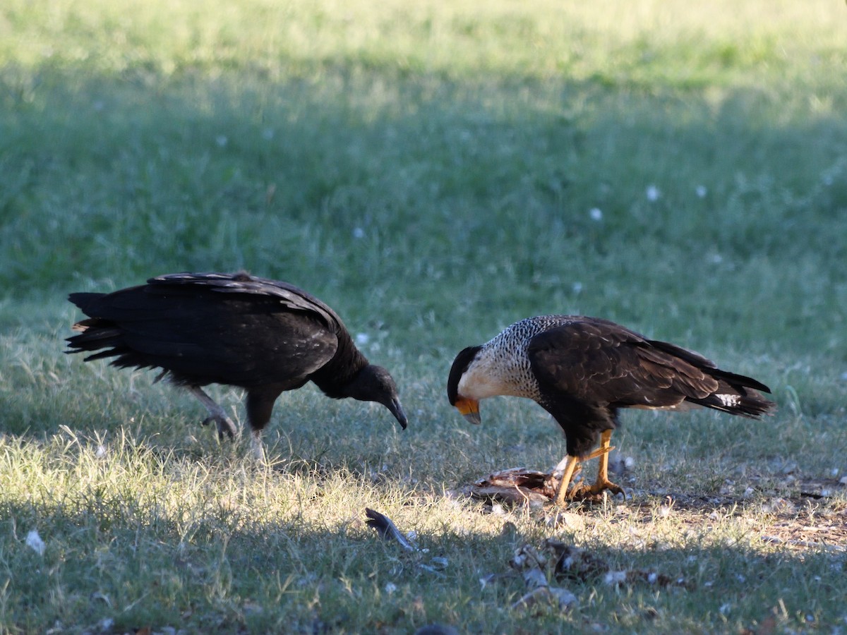 Crested Caracara - ML640969239
