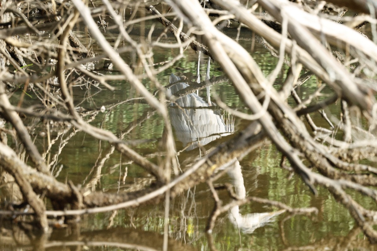 Great Blue Heron - ML640969260