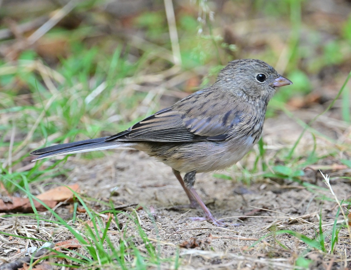 Dark-eyed Junco - ML640969285