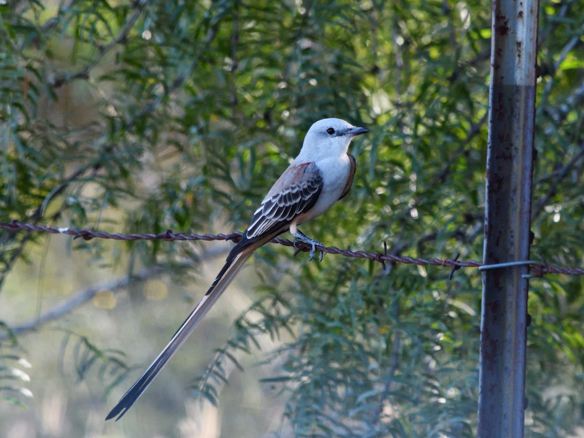 Scissor-tailed Flycatcher - ML640969286