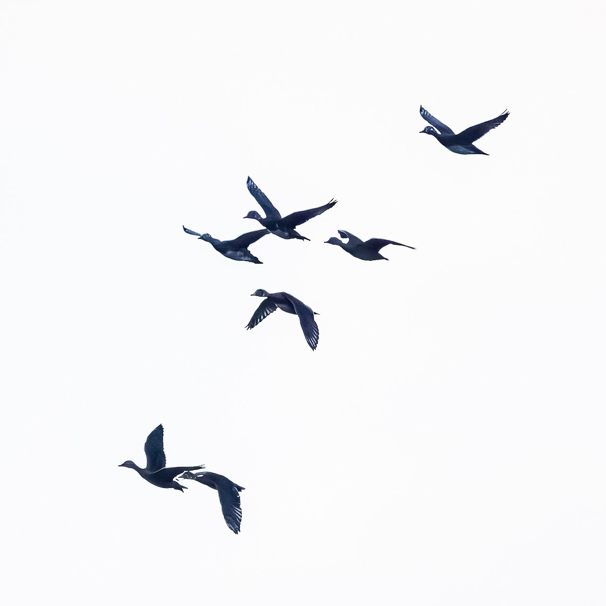 anatidé sp. (canard sp.) - ML640969299